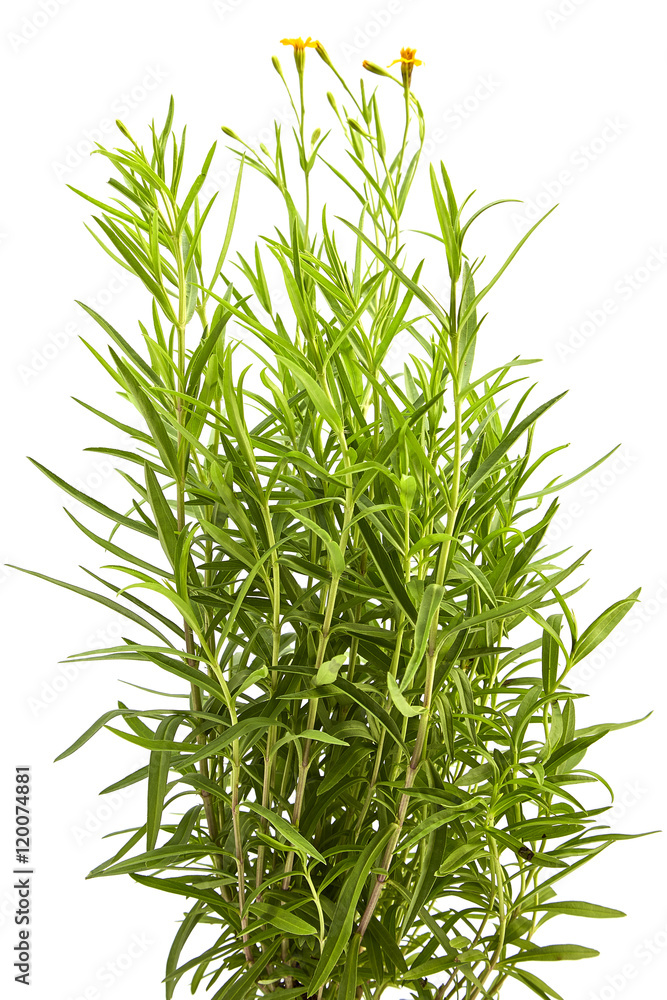 Fototapeta premium tarragon