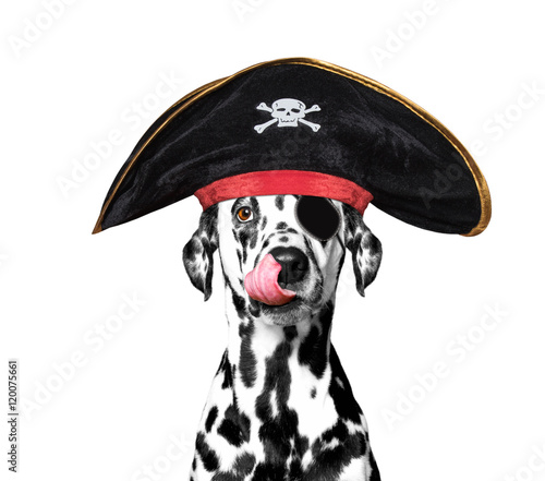 Fototapeta Naklejka Na Ścianę i Meble -  dalmatian dog in a pirate costume