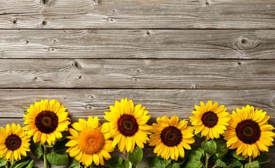 sunflowers on wooden board