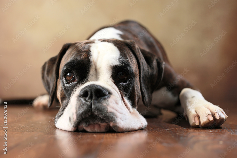Fototapeta premium liegender Deutscher Boxer im Studio