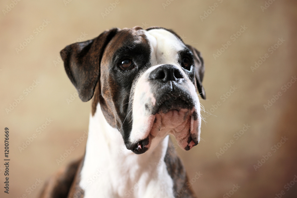 Deutscher Boxer im Studio