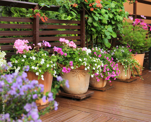 Foto Flower pots on wooden terrace