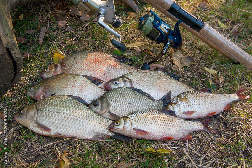 Pile of the common bream fish, crucian fish or Carassius, roach Pile of the common bream fish, crucian fish or Carassius, roach