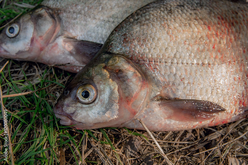 Close up view of several common bream fish on green grass. Catch