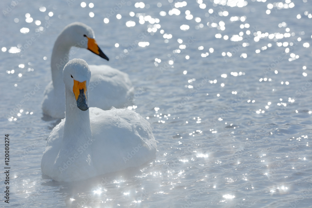 Naklejka premium Art view of two swans. Whooper Swan, Cygnus cygnus, bird portrait with open bill, Lake Kusharo, other blurred swan in the background, winter scene with snow, Japan. Light in the background.