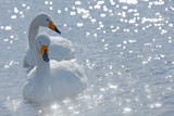 Art view of two swans. Whooper Swan, Cygnus cygnus, bird portrait with open bill, Lake Kusharo, other blurred swan in the background, winter scene with snow, Japan. Light in the background.