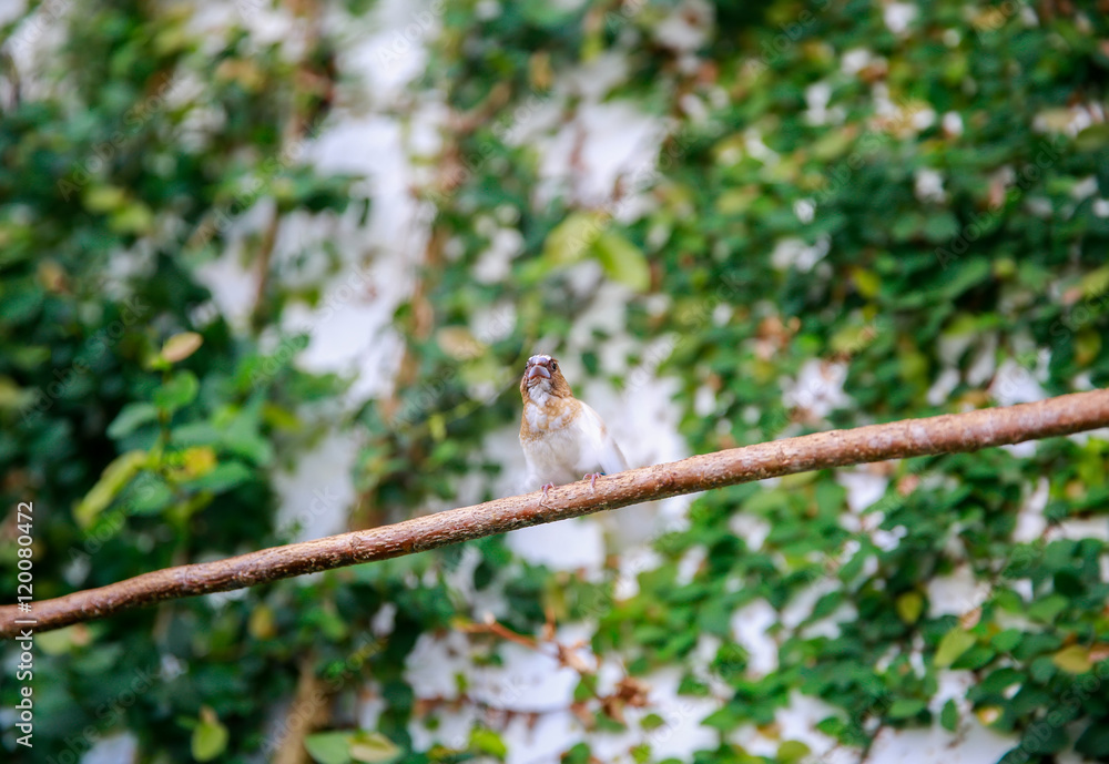 DUNEDIN, NEW ZEALAND - FEBR 10, 2015: a bird on a branch in the Garden of Larnach Castle DUNEDIN, NEW ZEALAND - FEBR 10, 2015: a bird on a branch in the Garden of Larnach Castle
