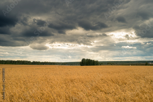 Gold field of wheat against blue sky