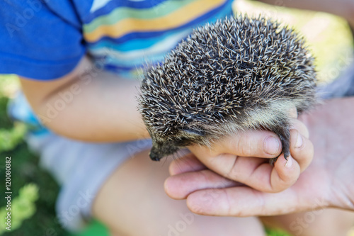 boy holding a beautiful hedgehog