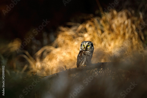 Small bird sitting on branch. Animal taken with wide angle lens. Bird in nature habitat, Sweden, Boreal owl in nature. Rare owl with big yellow eyes. Autumn forest with snow. Boreal owl in the forest. © ondrejprosicky