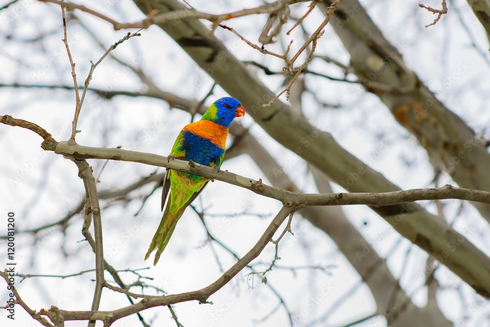 Rainbow Lorikeet on a branch on a winters day Rainbow Lorikeet on a branch on a winters day