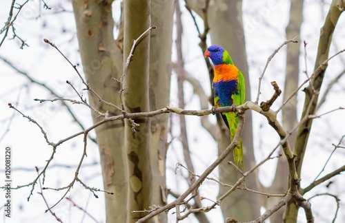 Rainbow Lorikeet on a branch on a winters day