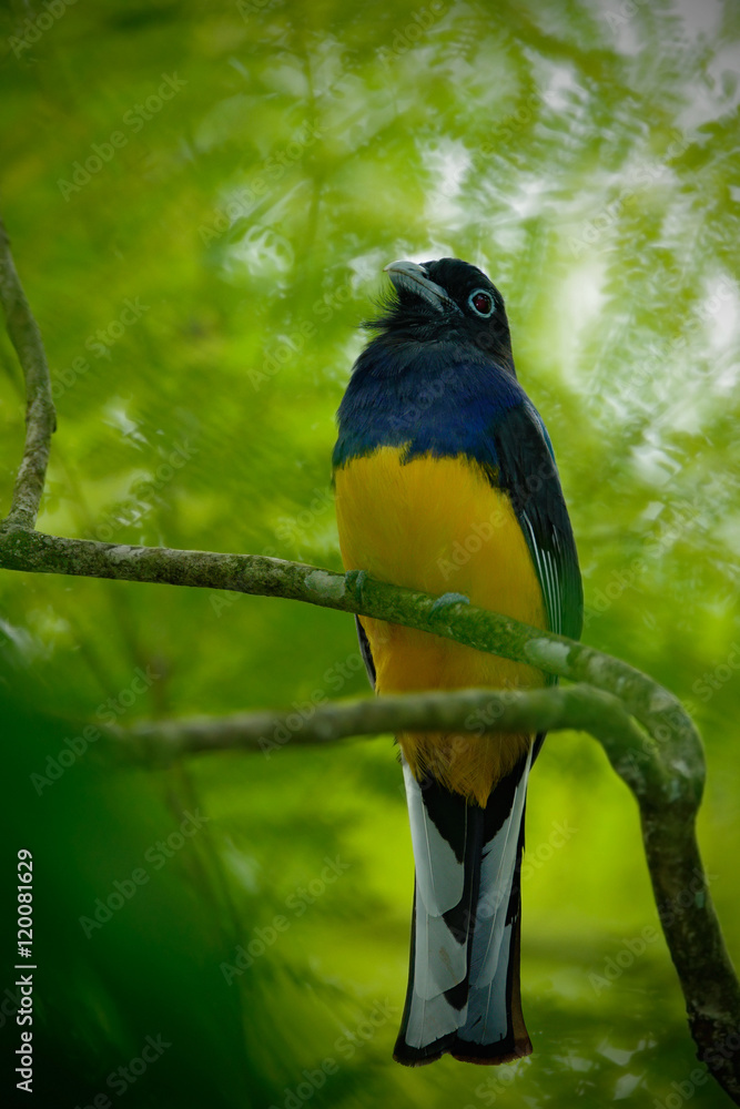 Tropic bird in the forest. Guianan Trogon, Trogon violaceus, yellow and dark blue exotic tropic bird sitting on thin branch in the forest, Trinidad. Wildlife scene from the jungle.