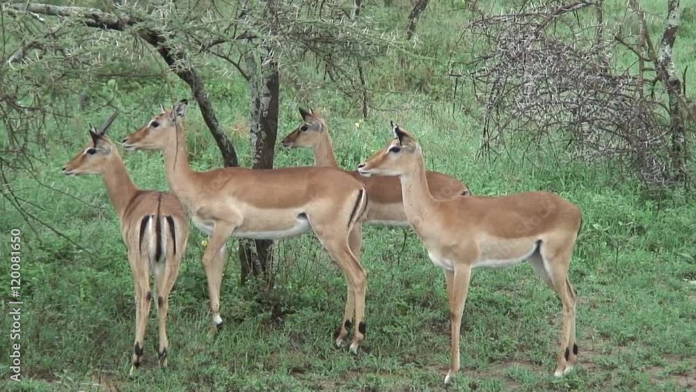 Wild Antelope in African Botswana savannah Wild Antelope in African Botswana savannah