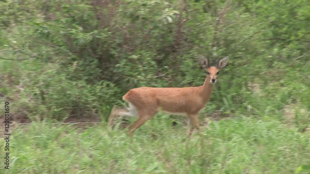 Wild Antelope in African Botswana savannah Wild Antelope in African Botswana savannah