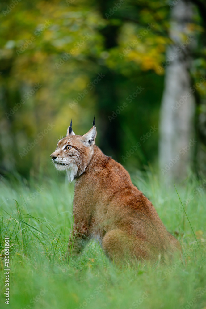 Fototapeta premium Wild cat Lynx in the nature forest habitat. Eurasian Lynx in the forest, hidden in the grass. Cute lynx in the autumn forest. Wildlife scene from Europe.