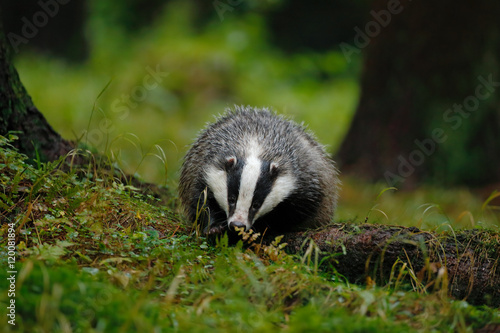 European badger in the forest. Animal in the nature habitat, Germany, central Europe. Wildlife summer scene from dark green forest. Badger in the grass.