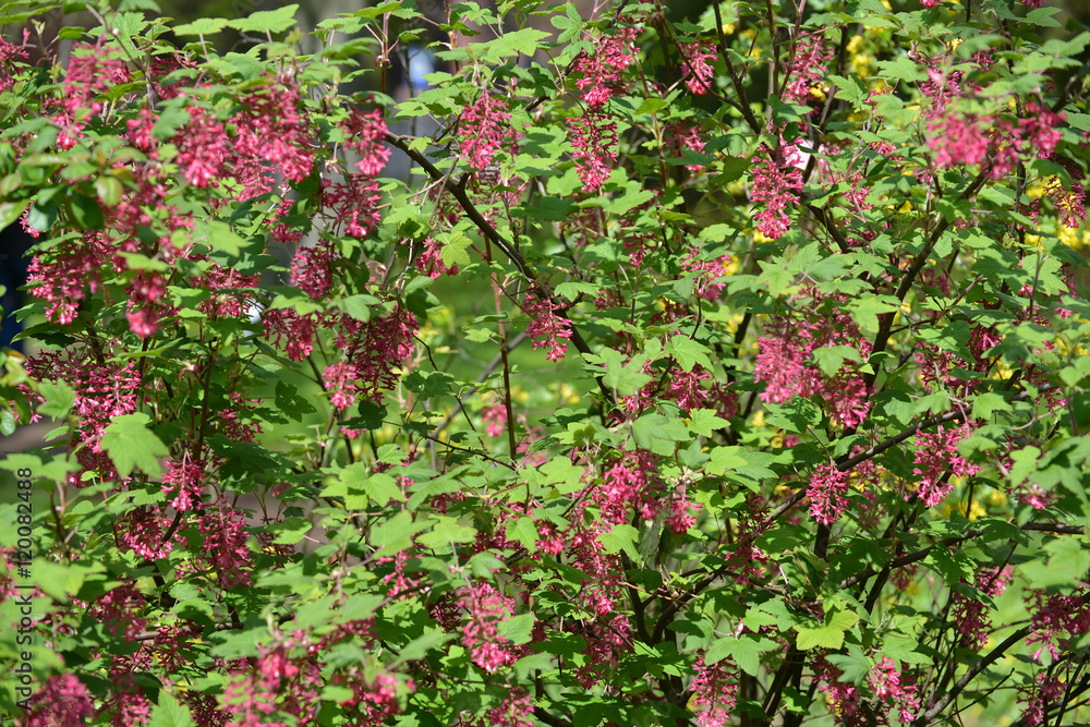 The blossoming currant blood-red (Ribes sanguineum Pursh.) The blossoming currant blood-red (Ribes sanguineum Pursh.)