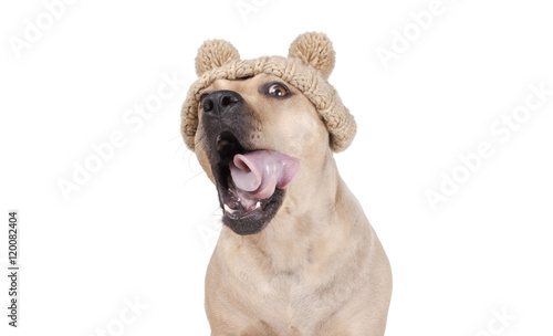 adorable happy cute dog with open mouth and tongue rolling with knitted hat with pompons  isolated on white background