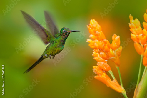 Empress brilliant hummingbird in flight. Green hummingbird with yellow flower. Beautiful hummingbird from Colombia. Hummingbird in the nature tropic forest. Hummingbird flying next nice yellow bloom.