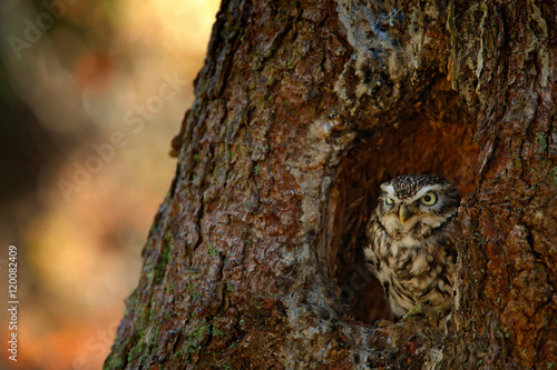 Owl in the nest tree hole. Little Owl, Athene noctua, in the forest in central Europe, portrait of small bird in the nature habitat, Czech Republic. Wildlife scene from dark forest.