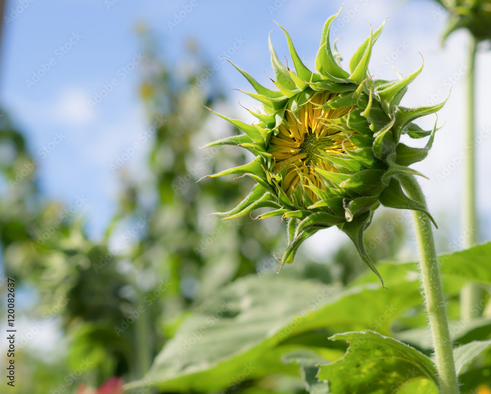 young sunflowers, Sunflowers are grow against a bright sky, Unseen Thailand flowers.
