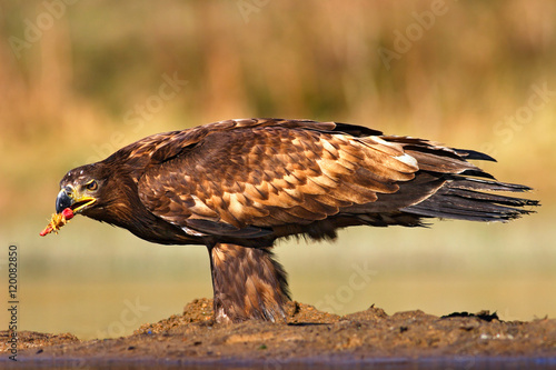 Brown Eagle with fish. White-tailed Eagle, Haliaeetus albicilla, feeding kill fish in the water, with brown grass in background, Russia. Eagle in the water. Feeding scene with eagle and fish