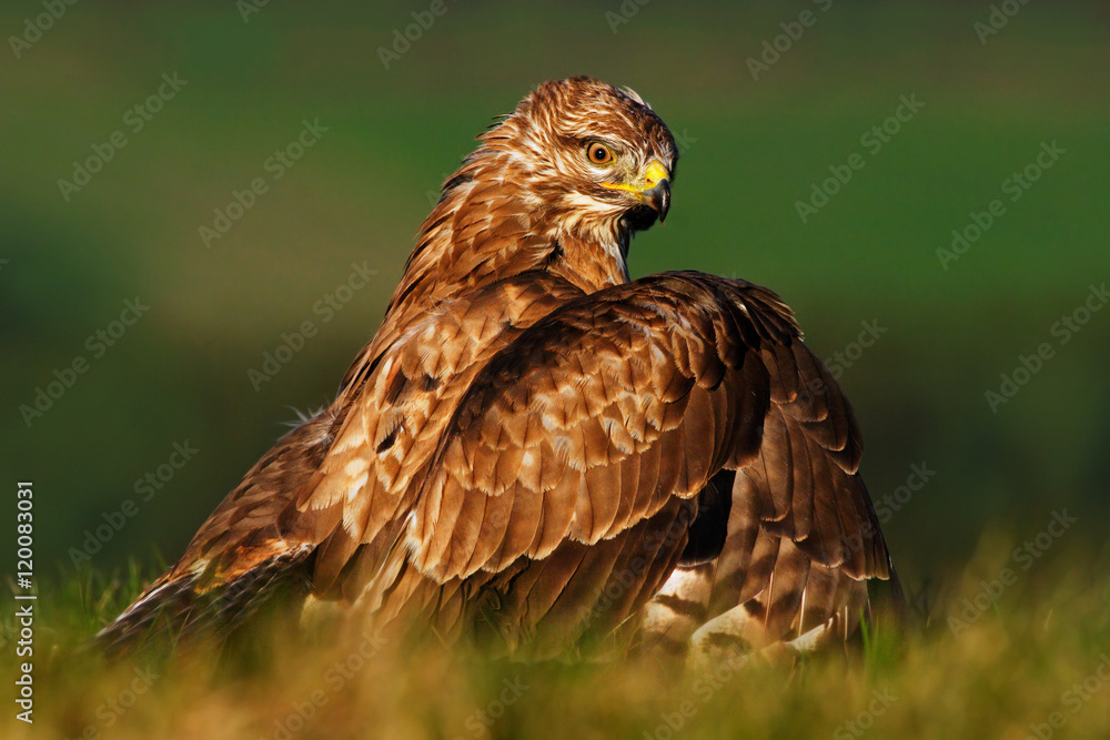 Birds of pray Common Buzzard, Buteo buteo, sitting in the grass with blurred green forest in background. Common Buzzard with catch. Feeding scene from nature. Wildlife in Poland. Hunter in the grass. Birds of pray Common Buzzard, Buteo buteo, sitting in the grass with blurred green forest in background. Common Buzzard with catch. Feeding scene from nature. Wildlife in Poland. Hunter in the grass.