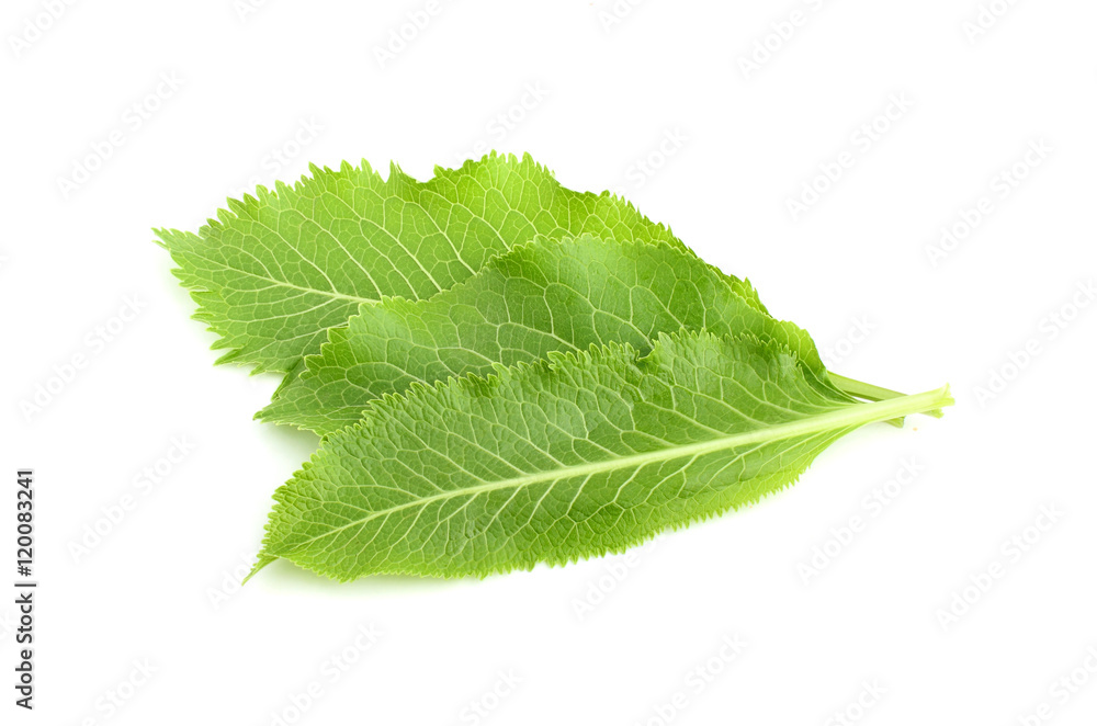 Fresh horseradish leaves isolated. Fresh horseradish leaves isolated.