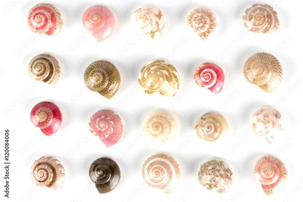 seashells, white background seashells, white background