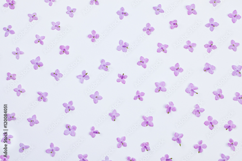 Flat lay. Lilac small flowers pattern on white background