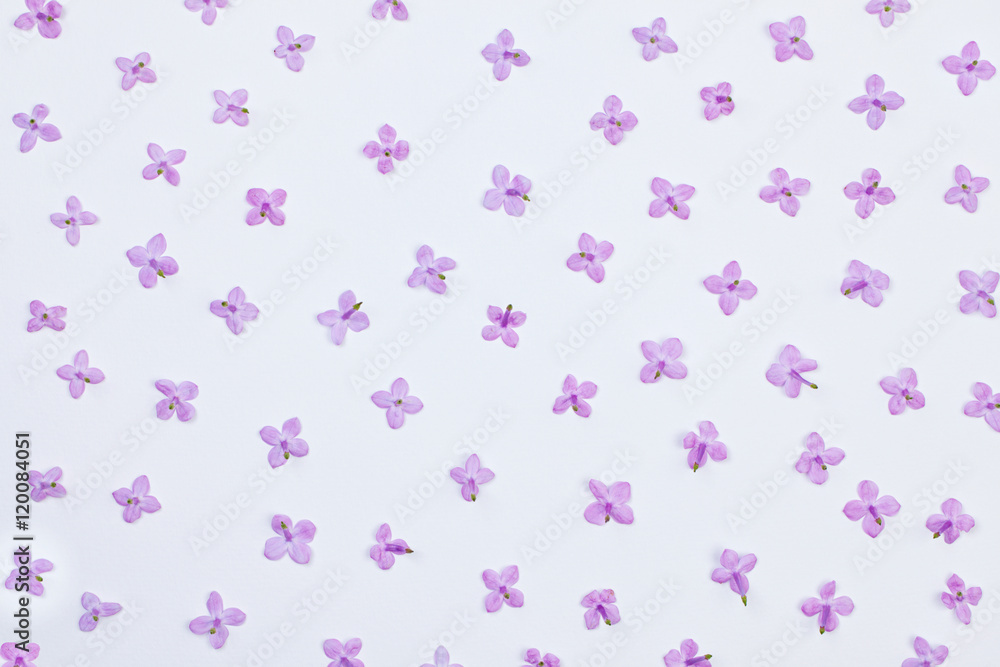 Flat lay. Lilac small flowers pattern on white background Flat lay. Lilac small flowers pattern on white background
