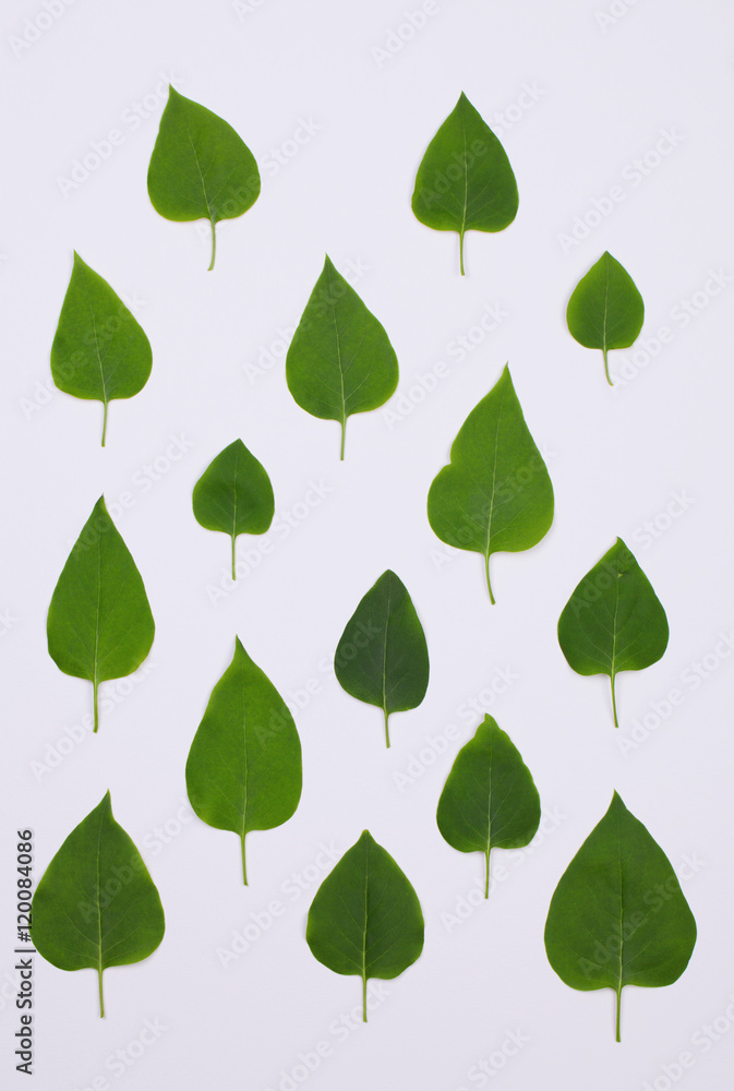 Flat lay. Green leaves of lilac shrub pattern on white background