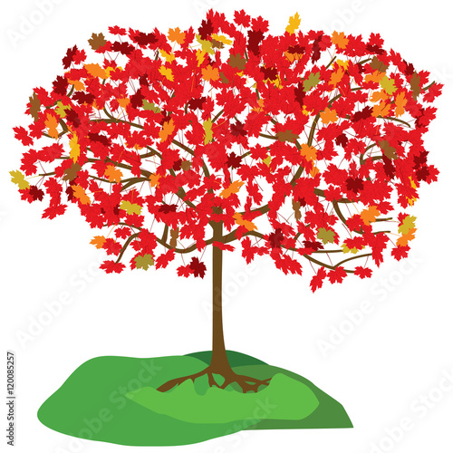 maple