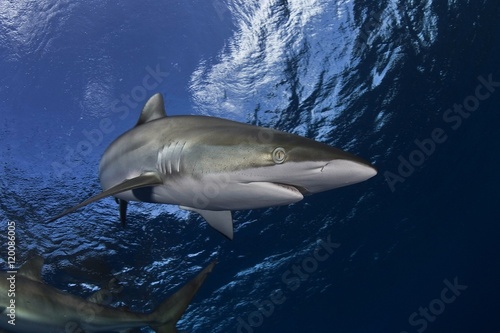 Dangerous big Shark Underwater diving sea picture