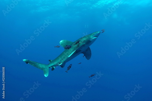 Dangerous big Shark Underwater diving sea picture