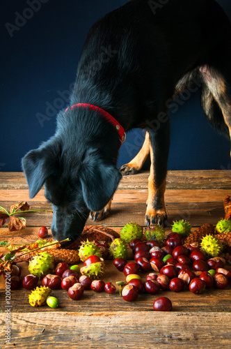 Wallpaper Mural Black dog trying to eat chestnuts Torontodigital.ca