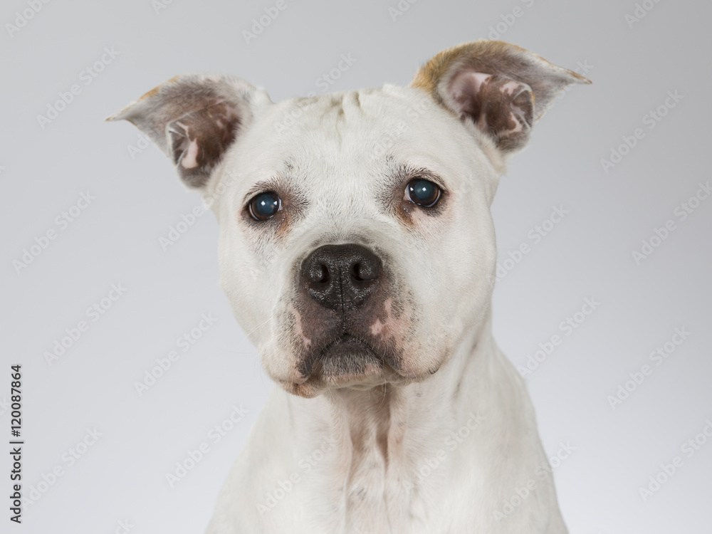 American staffordshire portrait. Image taken in a studio. American staffordshire portrait. Image taken in a studio.