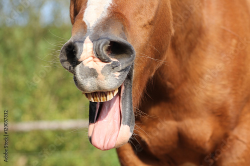 Pferd gähnt