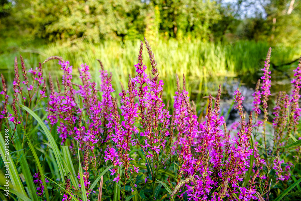 Obraz premium fireweed blooms in July on the River 