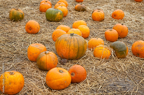 Many halloween pumpkins in some straw at the pumpkin patch