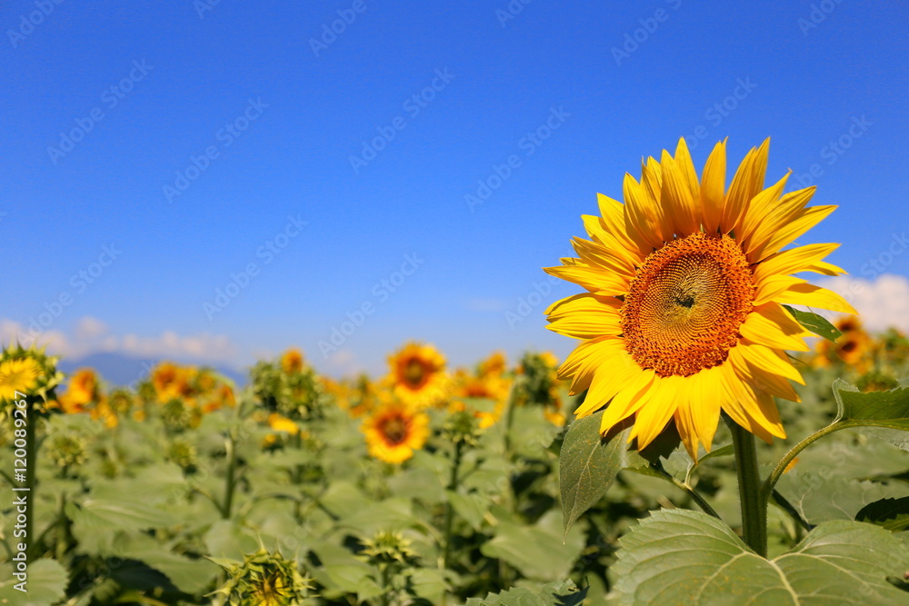 Obraz premium sunflowers and sky