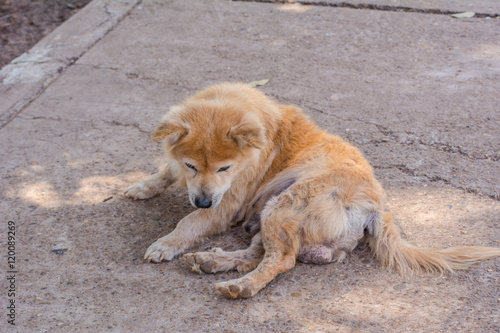 Brown retriever dog,the looking sad. © EsanIndyStudios