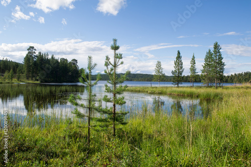 Quadro em tela scenic lake with young trees