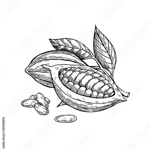 Cocoa vector superfood drawing set. Isolated hand drawn  illustr
