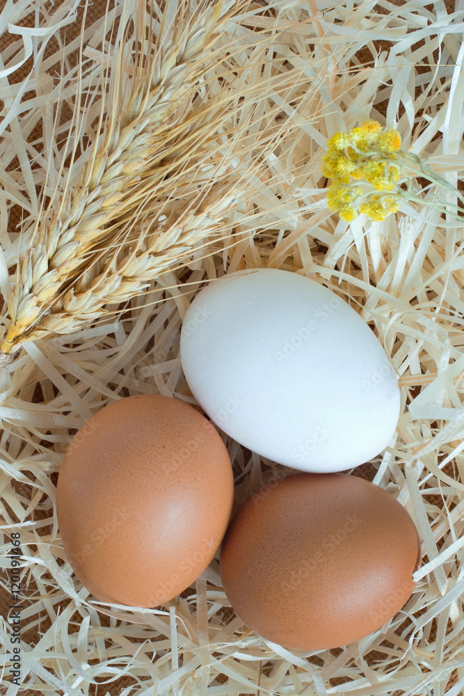 Two yellow eggs and one white egg, wheat Two yellow eggs and one white egg, wheat