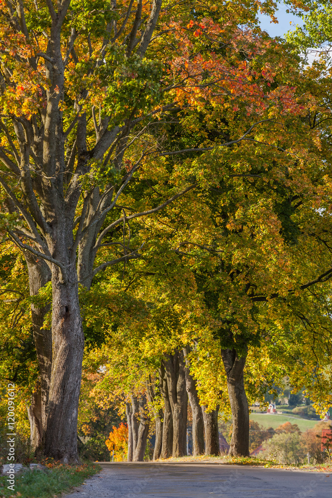 Beautiful romantic autumn alley colorful trees and sunlight