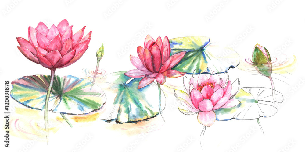 Hand-drawn watercolor illustration of the pink lotus flowers and leaves in the river. Japanese style drawing on the white background Hand-drawn watercolor illustration of the pink lotus flowers and leaves in the river. Japanese style drawing on the white background