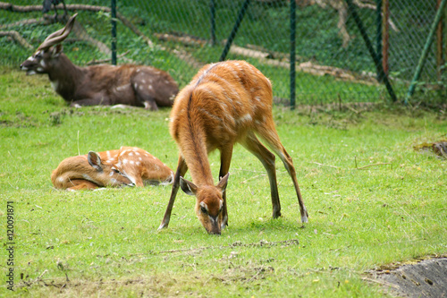 Fototapeta Naklejka Na Ścianę i Meble -  Sarna