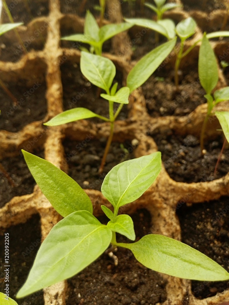 Green sprouts in square boxes. Symbol of new life. Spring background. Green sprouts in square boxes. Symbol of new life. Spring background.